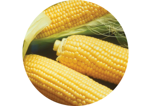 Corn - Made in Argentina